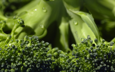 Quand l’agriculture bio high-tech révolutionne rendements, labels et paniers responsables