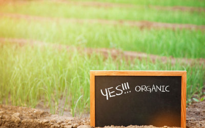 Innovations bio 2024 : la high-tech transformera durablement nos assiettes quotidiennes