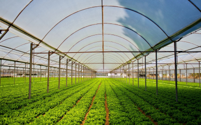 Tech et biodiversité: l&rsquo;agriculture biologique réinvente nos assiettes durables aujourd&rsquo;hui