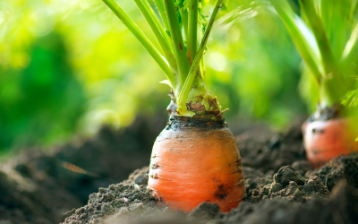 Bio 2024: surfaces en boom, technologies vertes révolutionnent nos champs